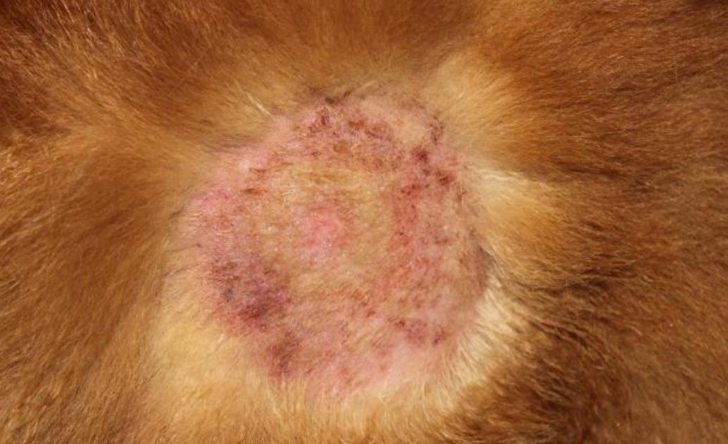 宠物狗狗必备药物,狗狗常备药物有哪些