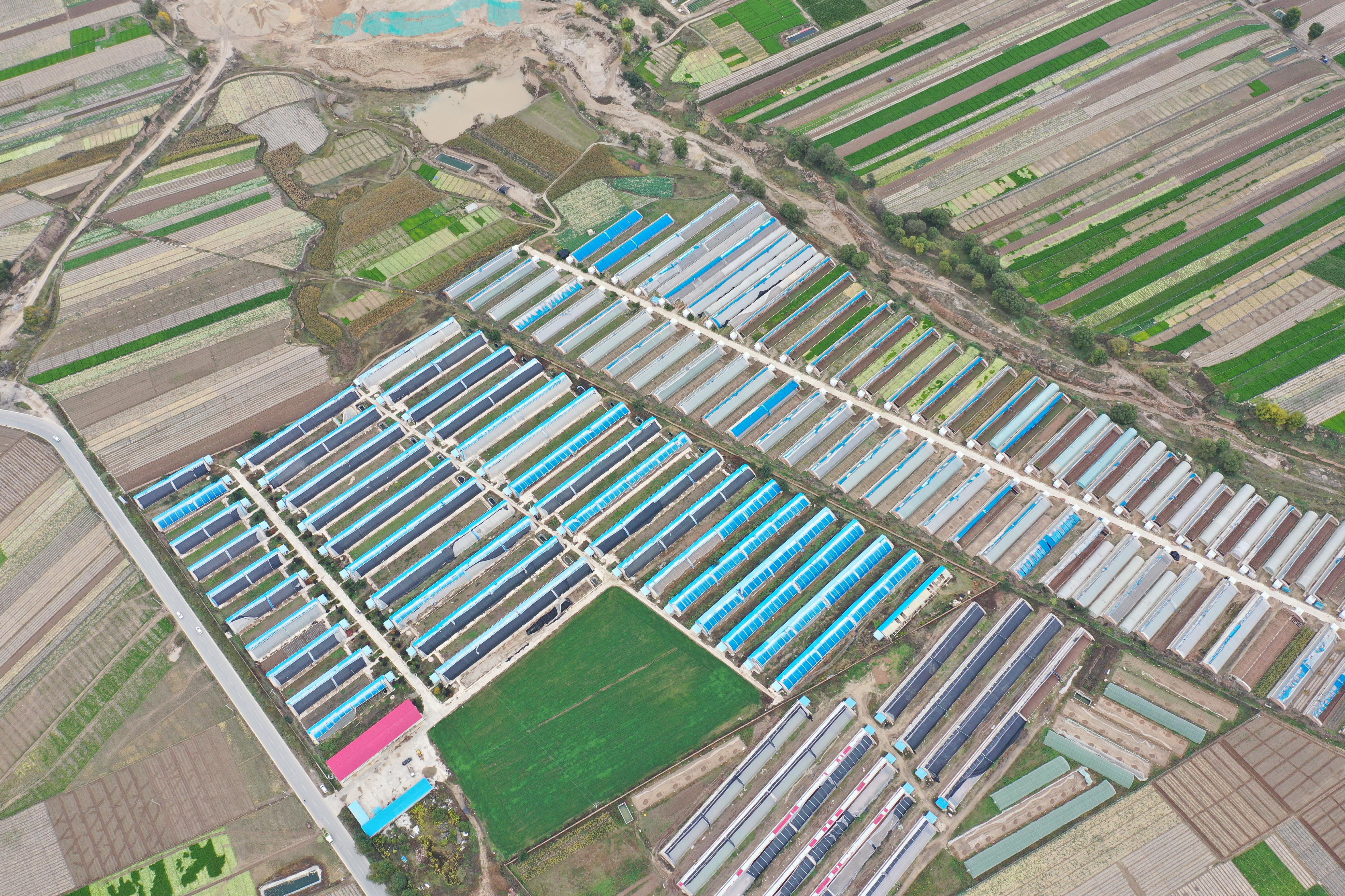 靠土豆致富,土豆的致富之路