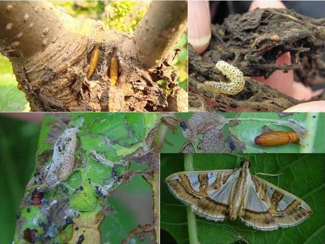 小桑果种植技术视频,桑葚树虫害防治