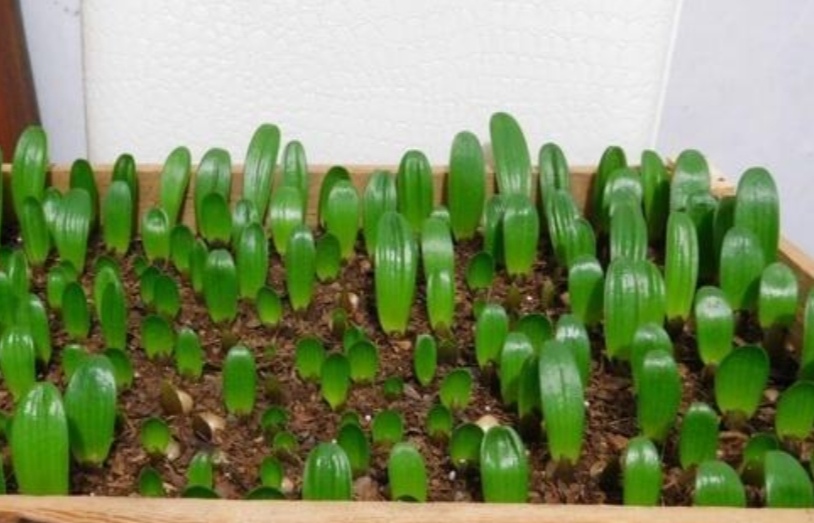 君子兰种子繁殖到开花需要几年,君子兰分株与种子繁殖有什么区别