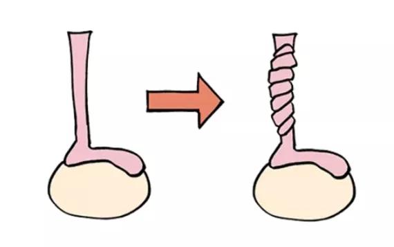 男性的蛋蛋有什么作用?会出现哪些问题?