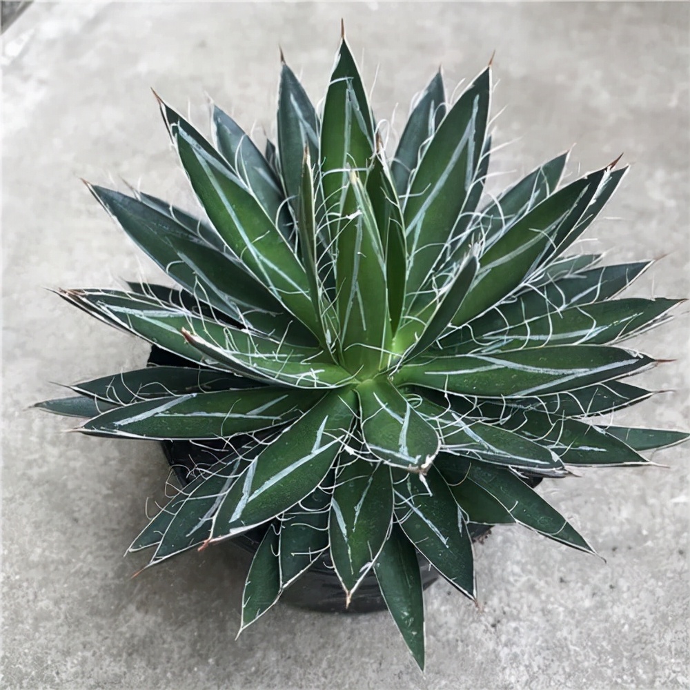 祥龙镇宅,3种开运花旺财又旺家