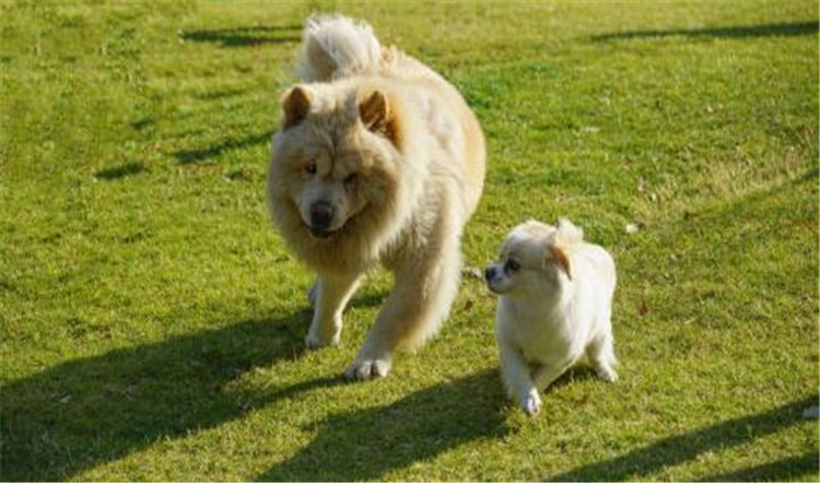 狗妈妈生孩子了该怎么办,狗妈妈生不出来怎么办