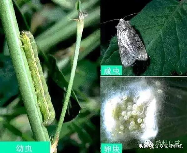 西瓜病虫害防治方法,盆栽西瓜怎么预防虫害