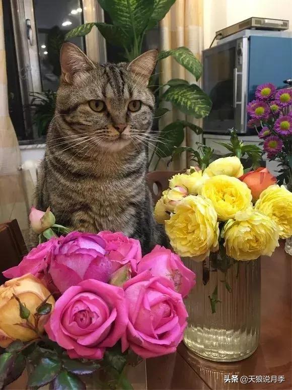 露台打造花海,她用10年改造庭院