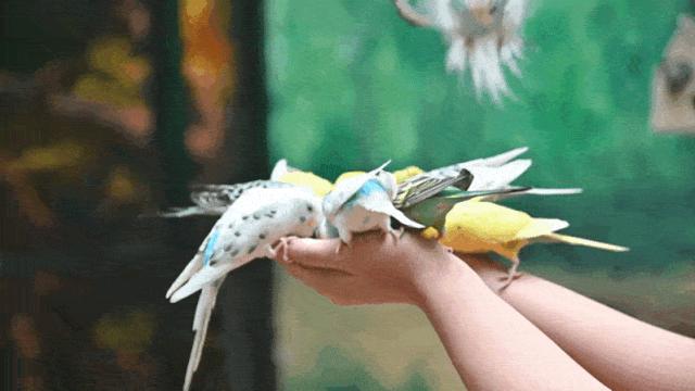 大连么么哒动物园 (大连小众动物园)