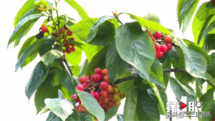 都说樱桃有虫子樱桃到底能不能吃,樱桃泡出来虫子是什么