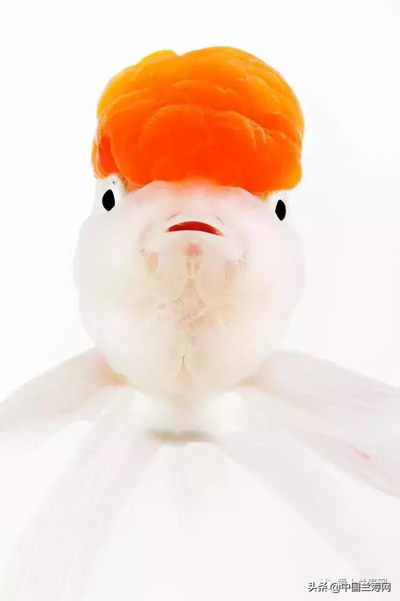 鹤顶红金鱼多久能长大,金鱼品种介绍之鹤顶红