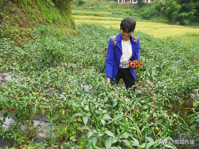 四川叙永：一抹辣椒红，点亮脱贫梦