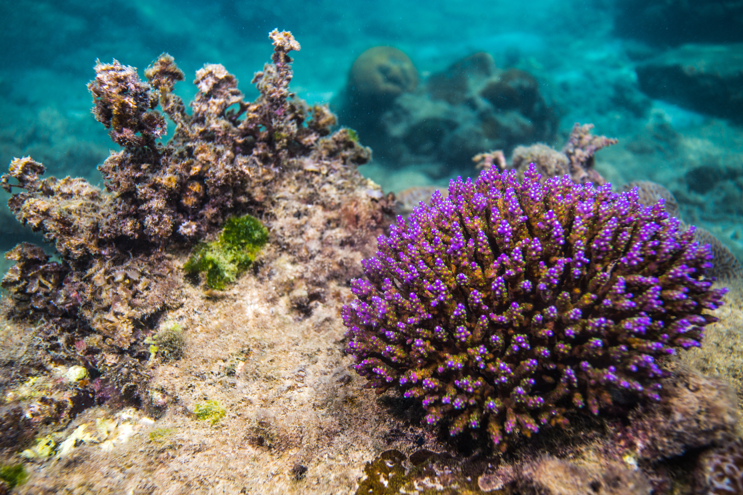 去三亚潜水哪个湾最好,三亚旅游潜水攻略自由行