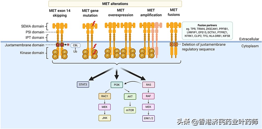met14突变肺癌靶向药效果,非小细胞肺癌met14突变靶向药