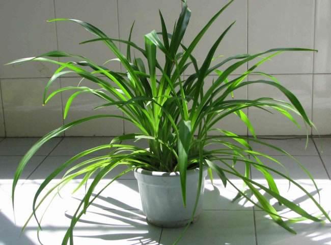 吊兰怎么水养才能更旺盛,水养吊兰怎么养才能爆盆和爬满墙