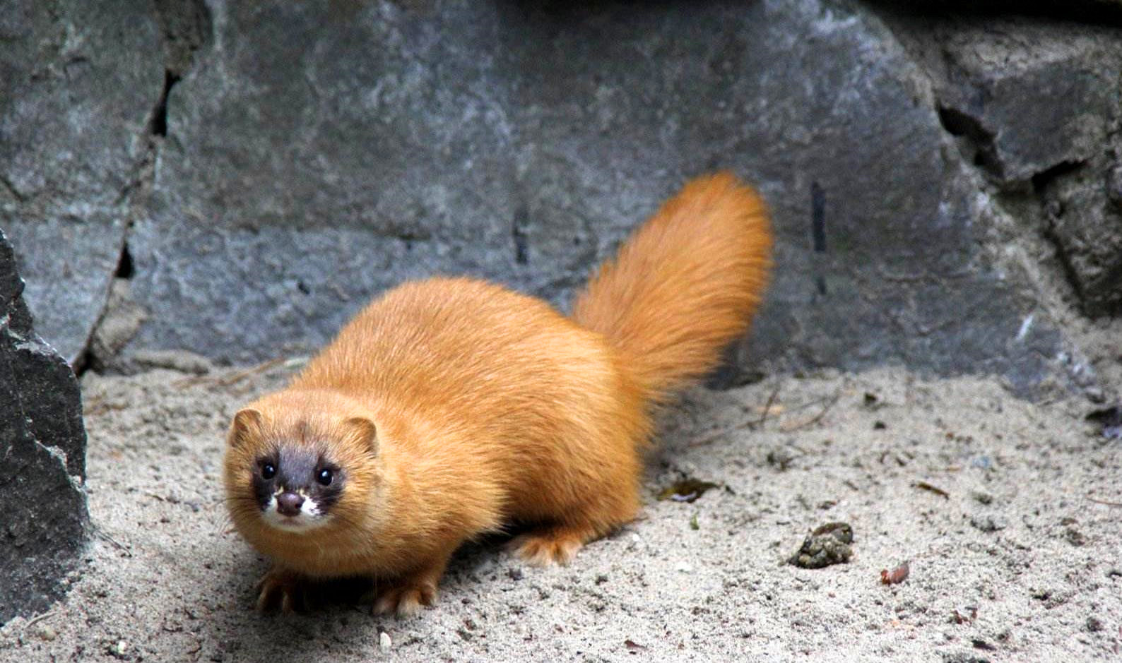 养殖户怎么防止黄鼠狼,黄鼠狼为什么不能大量养殖