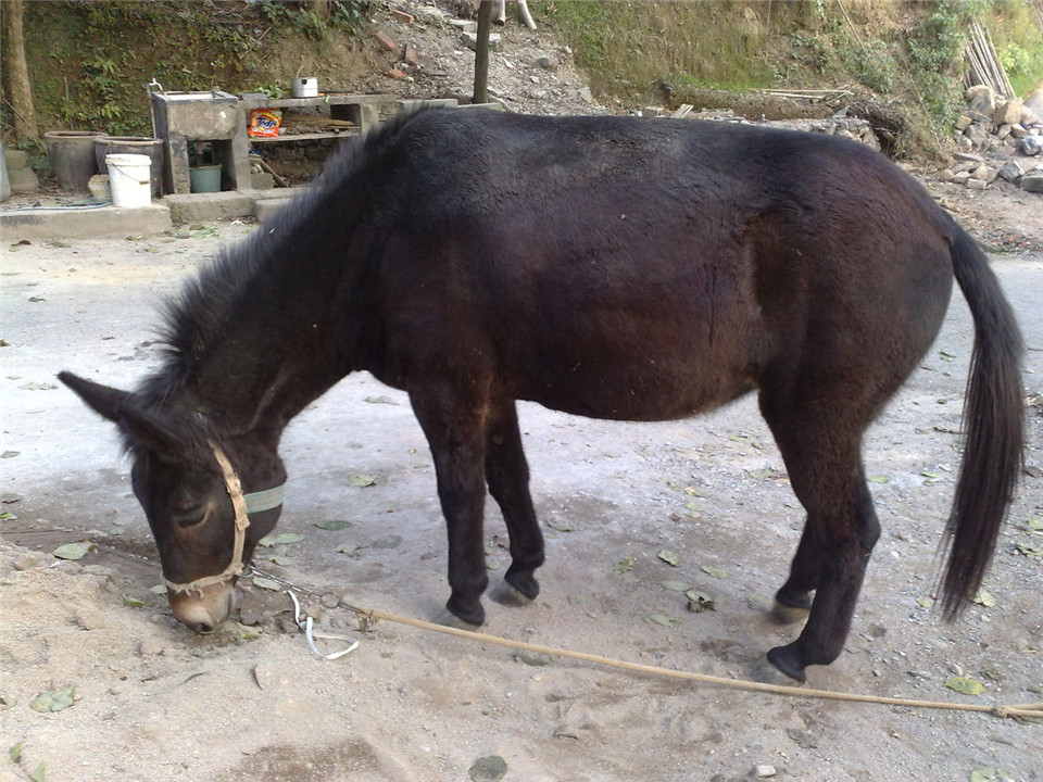 骡子为什么不能生育下一代的传说,为什么骡子无法生育后代