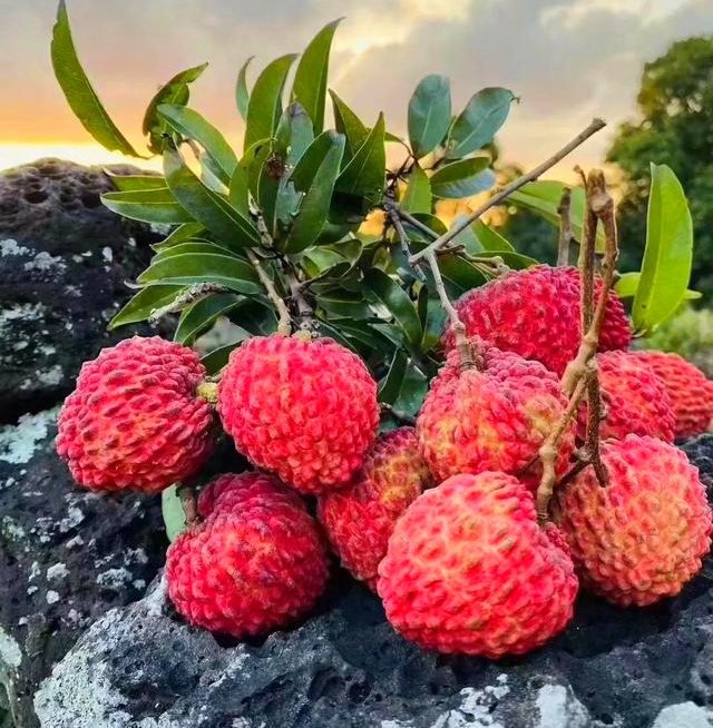 海南有哪些热带水果推荐,海南热带水果都有哪些