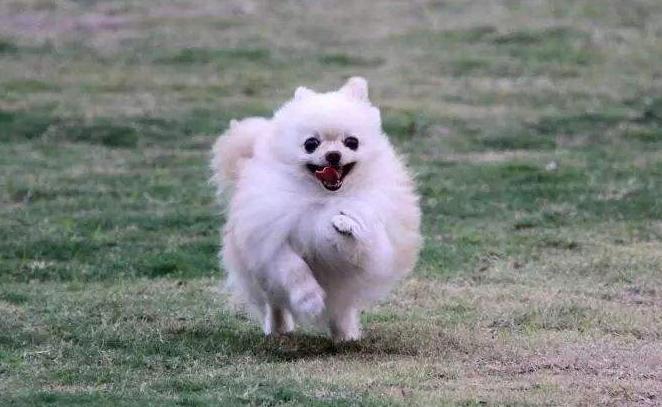 关于狗狗的错误说法,关于狗狗的问题的视频