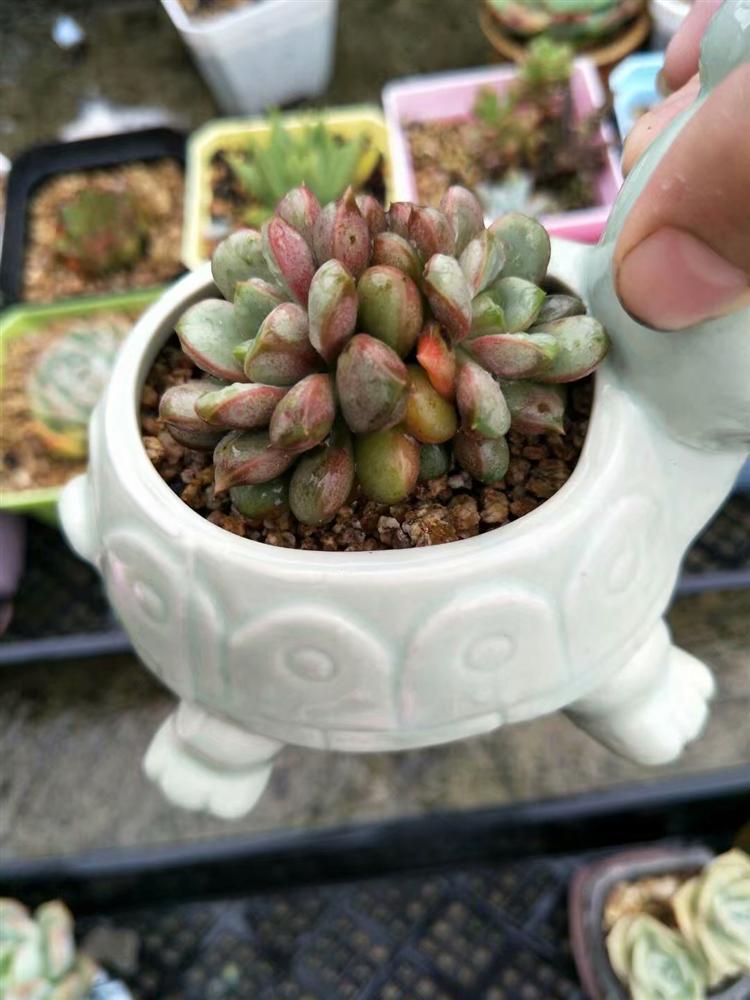 多肉灰蒙蒙的怎么变好看,多肉去灰