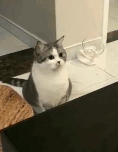 搞笑百米跨栏赛跑,跨栏运动搞笑图