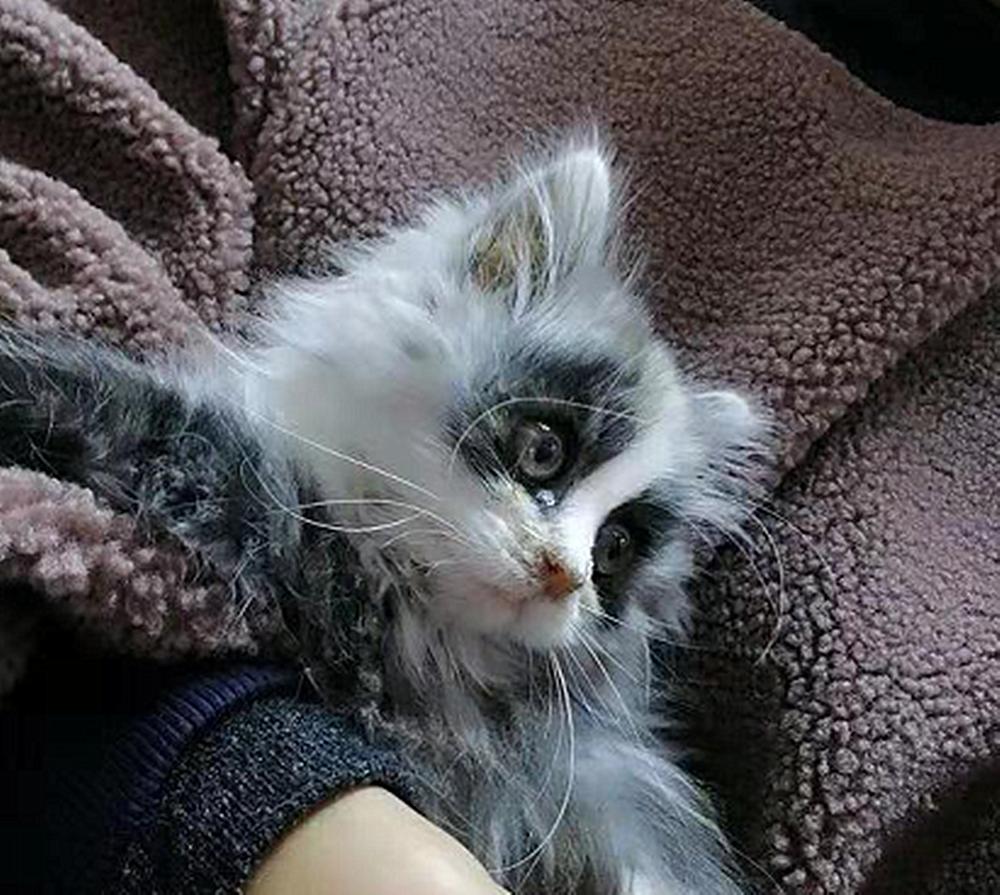 布偶猫5万一只被骗了吗,上网买一只布偶猫800元被骗