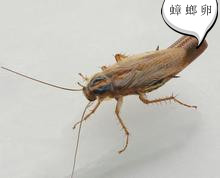 如何快速消灭家里的蟑螂,怎样快速消除家里的蟑螂