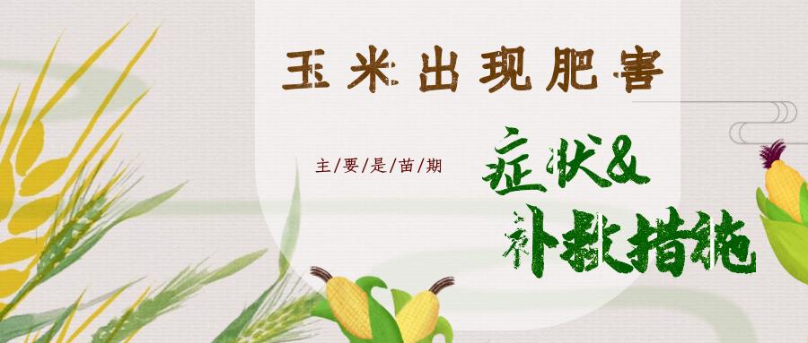 玉米发生尿素肥害怎么办,玉米出现肥害的症状及补救措施