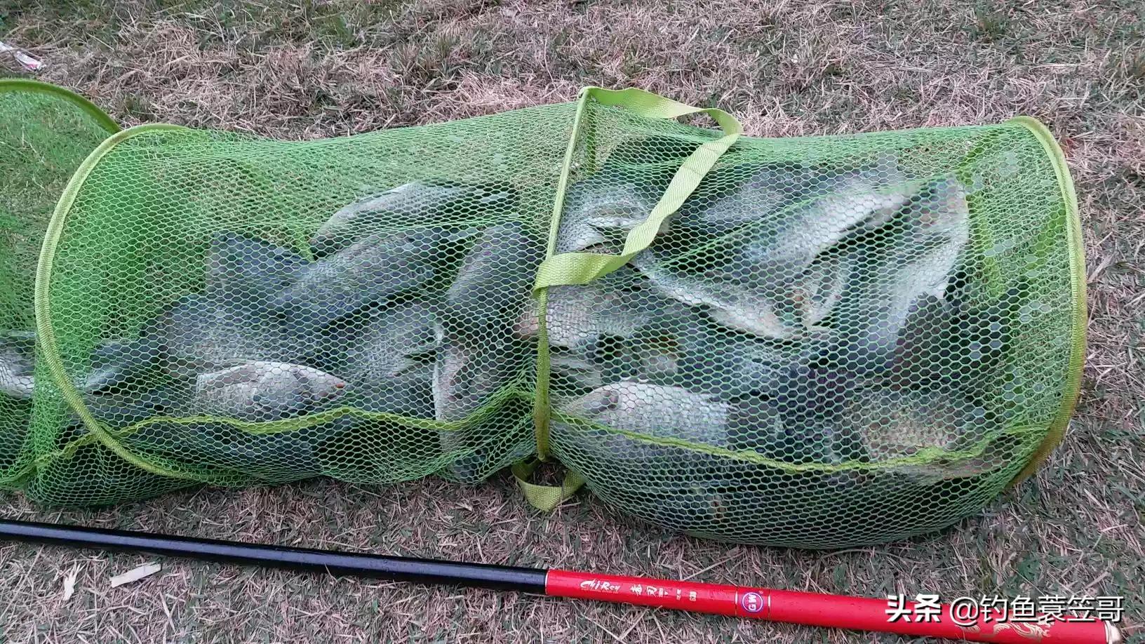 黑坑野钓通杀饵料视频,用牛皮黑坑饵料钓鱼