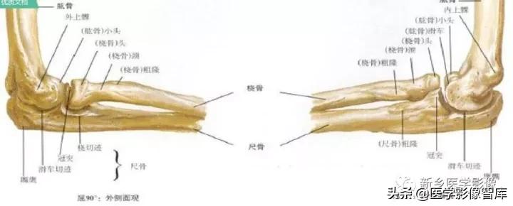 肘关节x线测量,肘关节骨骺示意图