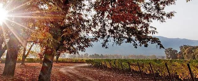 智利十大的酒庄排名榜最新,智利葡萄酒十大酒庄