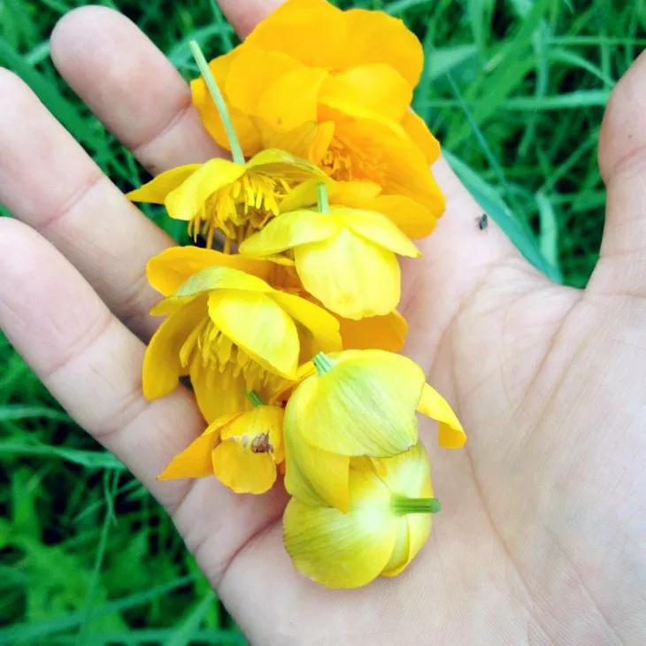 金莲花茶的禁忌,金莲花和菊花哪个去火效果好