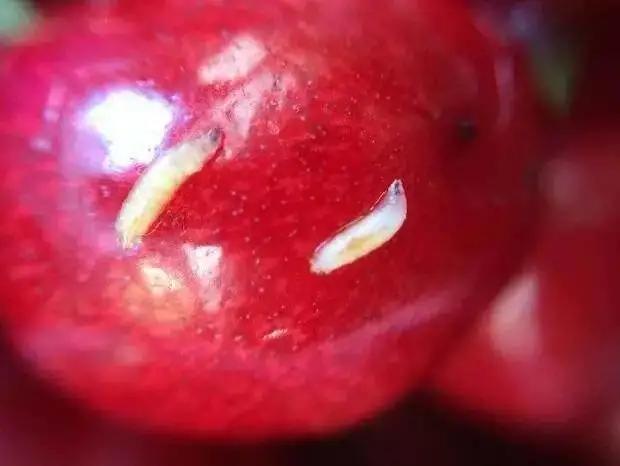 盐水泡樱桃出虫子还能吃吗,樱桃为什么泡盐水后都会有白虫子