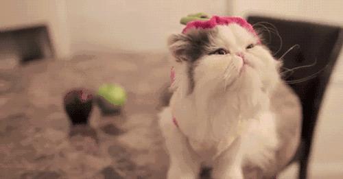 行走的蒲公英猫咪照片,行走的蒲公英猫品种