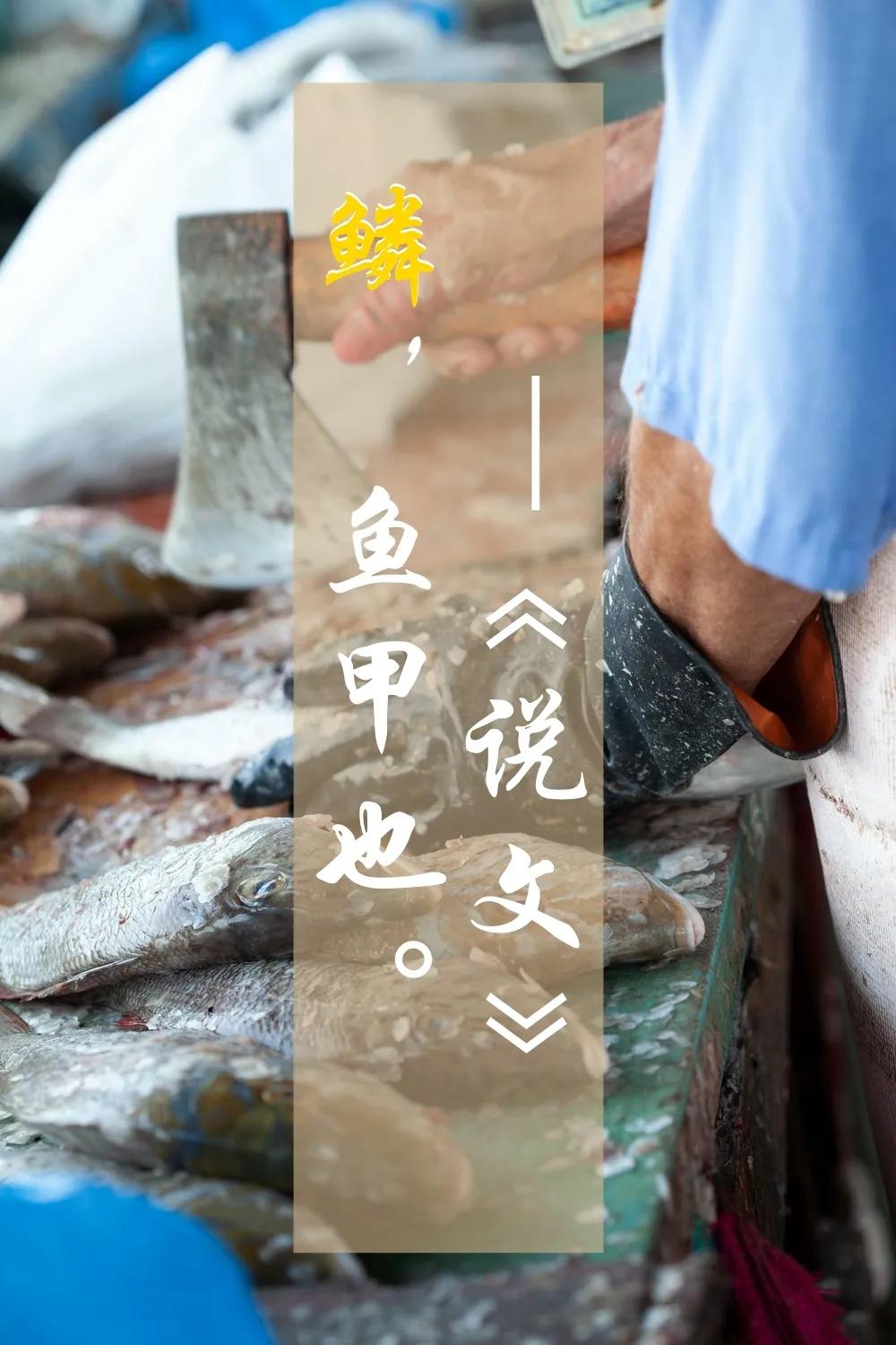 鱼鳞能有什么功效,鱼鳞有用吗