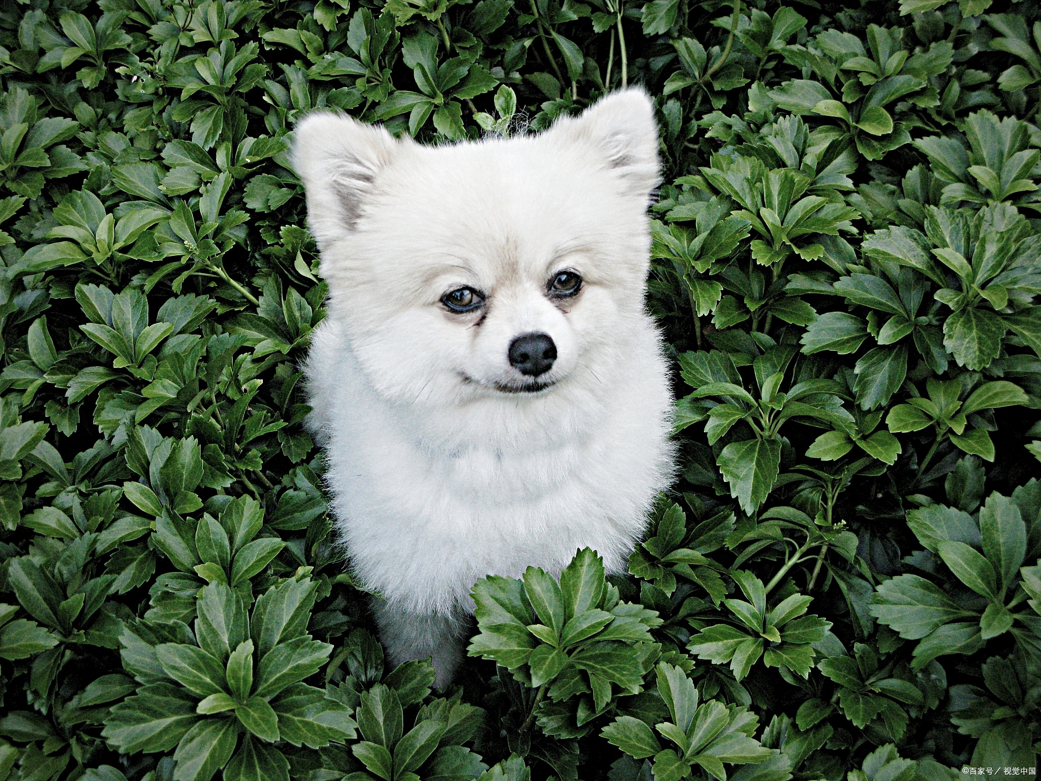 博美狗狗泪痕怎么去除最快最有效,博美有泪痕为什么比有泪痕的贵