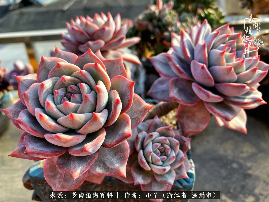 祖上无院家里无矿,一腔浪漫情怀付诸楼顶造花