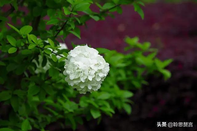 中国诗歌周刊第24集,中国诗歌第1266期完整版