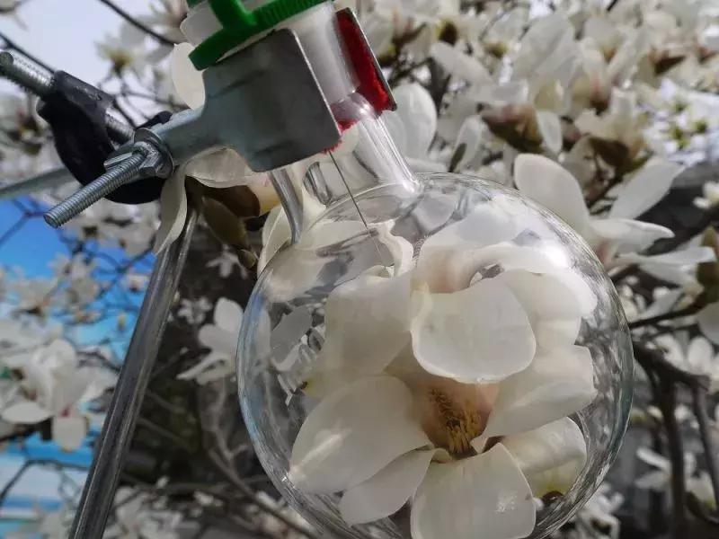 过年穿上红衣服还不够，喷上这支香水就是欧气最旺的锦鲤本鲤