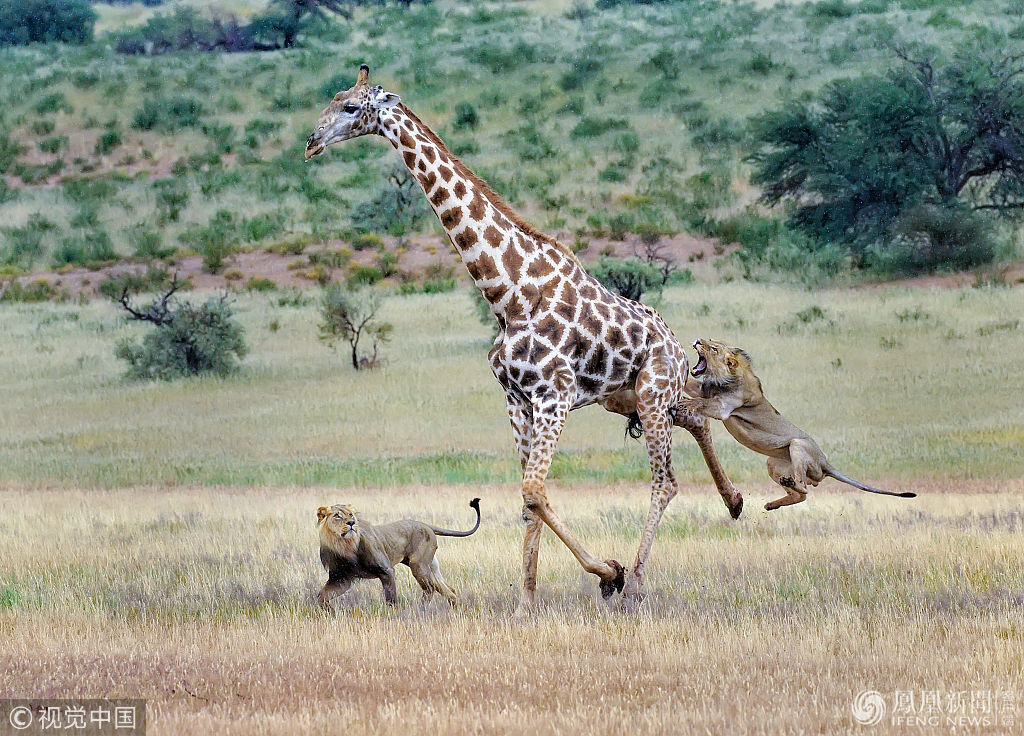 最激烈狮子打架,狮子被一群狮子群殴