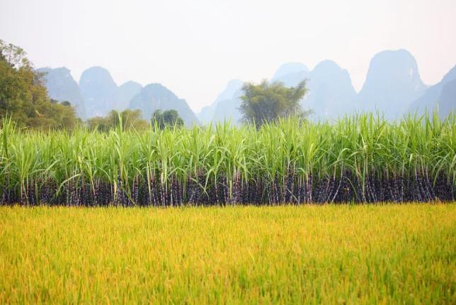 一杯红糖水的温暖,每天一杯红糖水生活过得甜滋滋