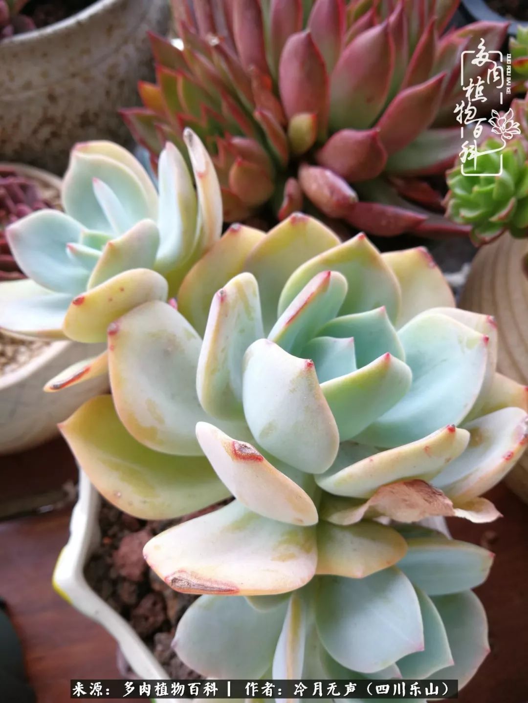 时光见证多肉故事,关于多肉的故事