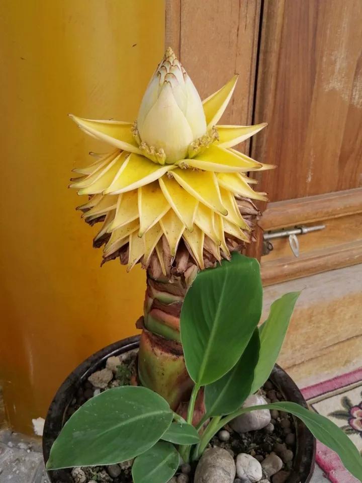 什么花放在家里最好看最实用,放家里风水好又好养的花有哪些