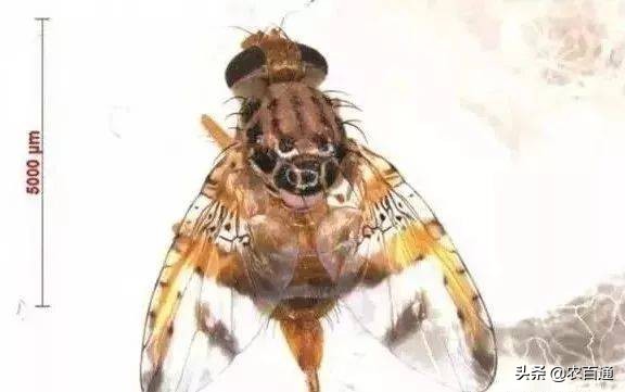 芒果果实蝇防治,芒果果实蝇虫害最佳防治方法