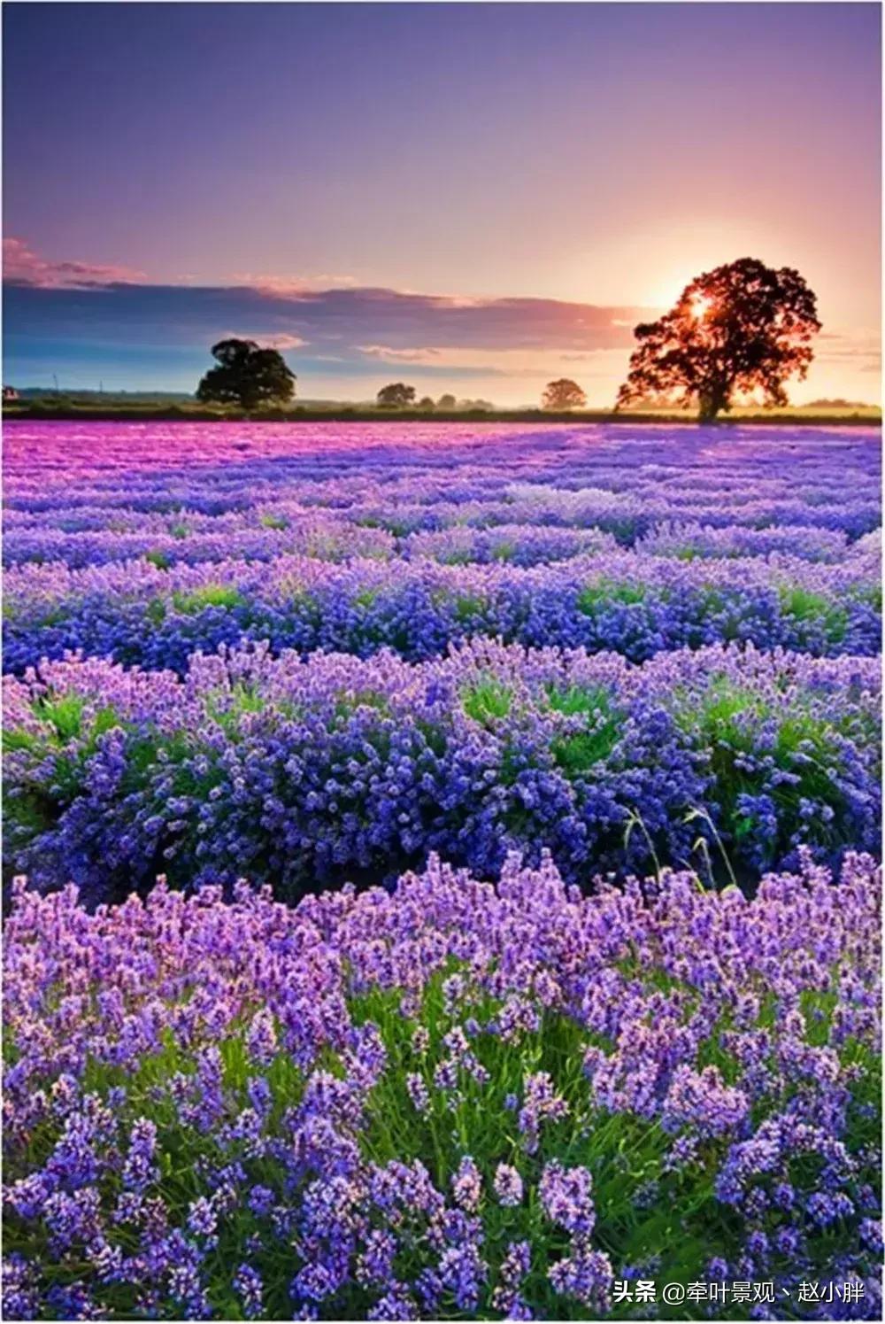 踏春寻美景,踏春赏花梯田漫步