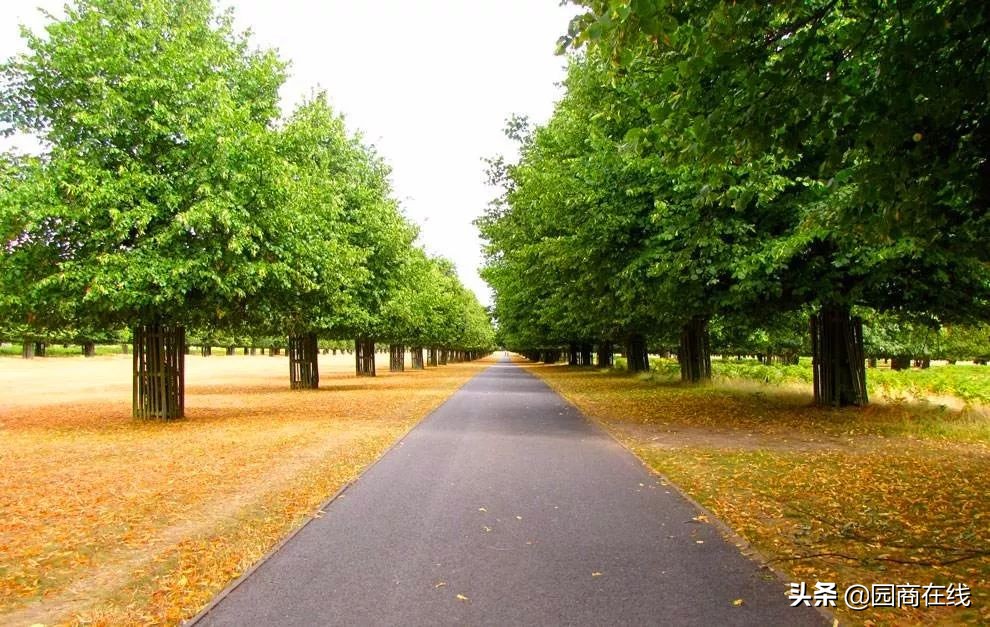 国储林树种目录,国储林种树