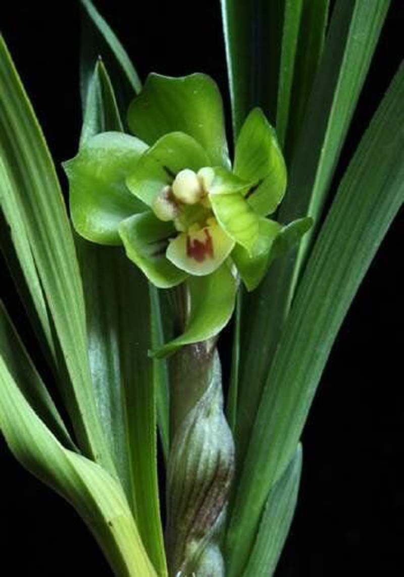 养兰花湿度和温度产生矛盾怎么办,小妙招解决兰花浇水大难题