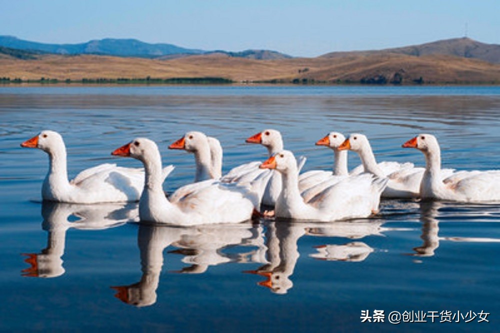 养殖大鹅加盟,鹅是孵化养殖还是买小鹅养殖