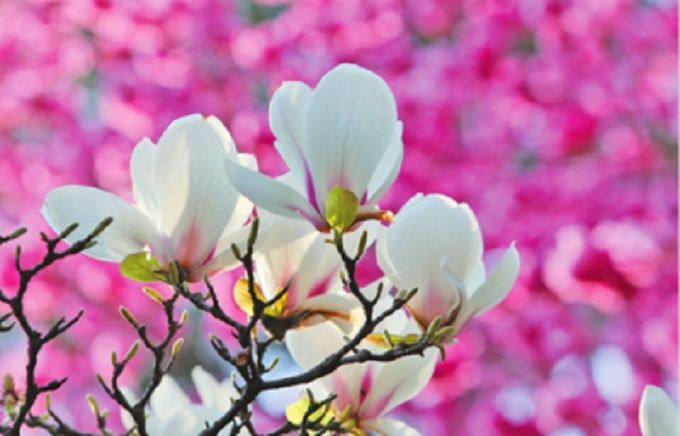 昆明五大免费景点游玩指南全攻略,昆明旅游必看景点有哪些免费的