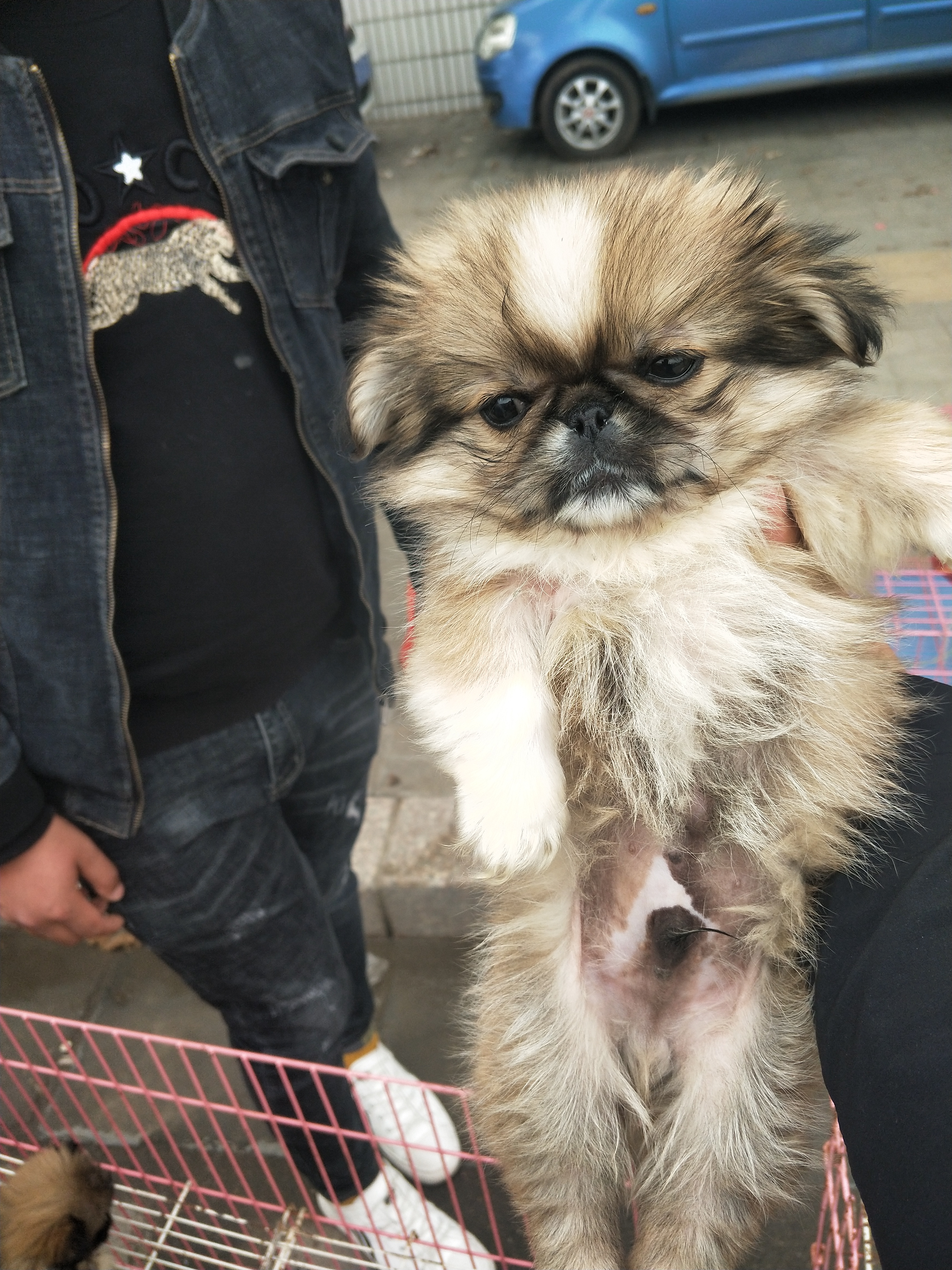 商丘宠物交易市场宠物兔,逛东北宠物交易市场