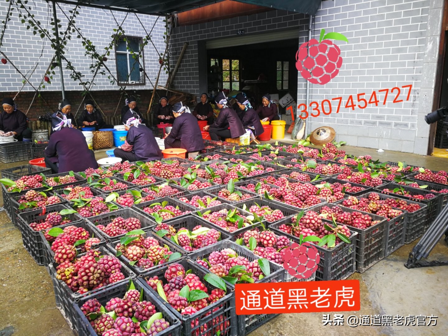 被省委书记惦记的通道小伙，正带村民种山果致富（转载）