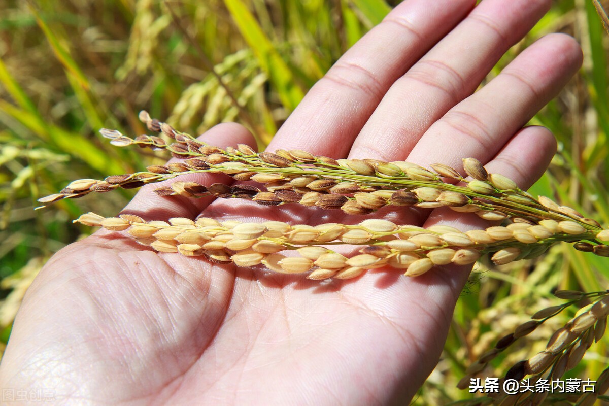 内蒙古的稻米之乡,兴安盟稻米之乡简介