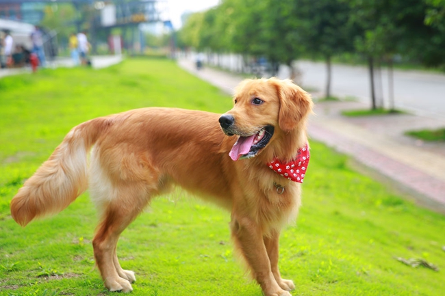 金毛最近不怎么吃饭但是有精神,金毛刚到家不活泼精神差正常吗